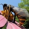 Theme Park Animatronic Bee Model Shape ปรับแต่งได้ 50W - 800W