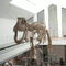โครงกระดูกไดโนเสาร์ในร่มจำลองเยาวชนอายุ 12 เดือนรับประกัน